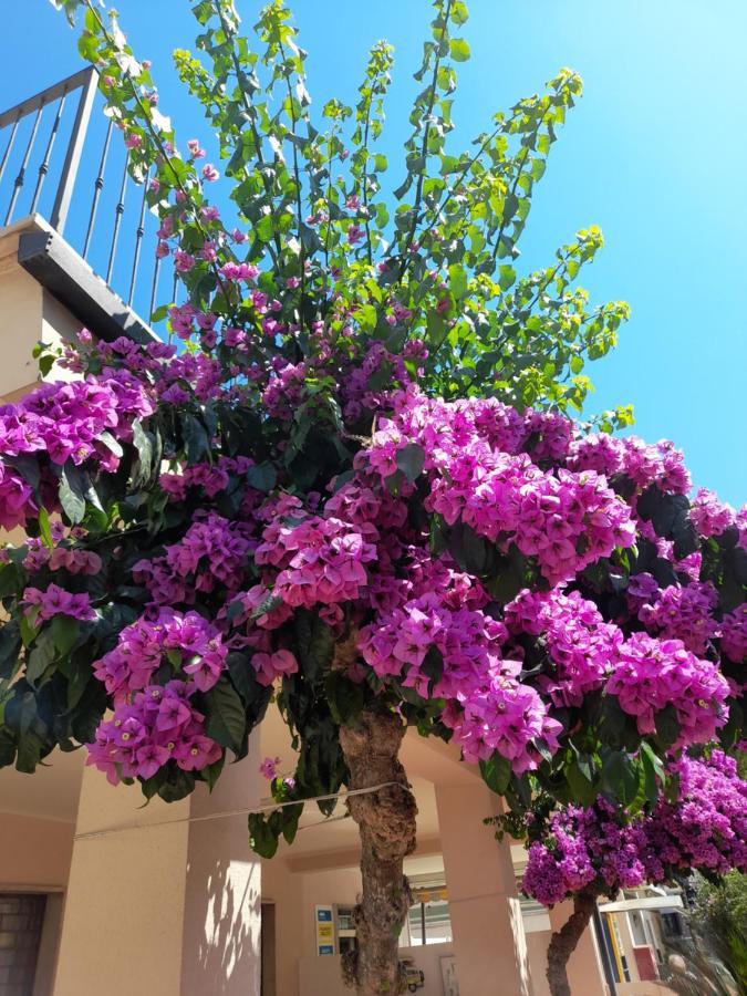Bouganville Casa Vacanza Ambiente Climatizzato Con Wi Fi Pineto Εξωτερικό φωτογραφία